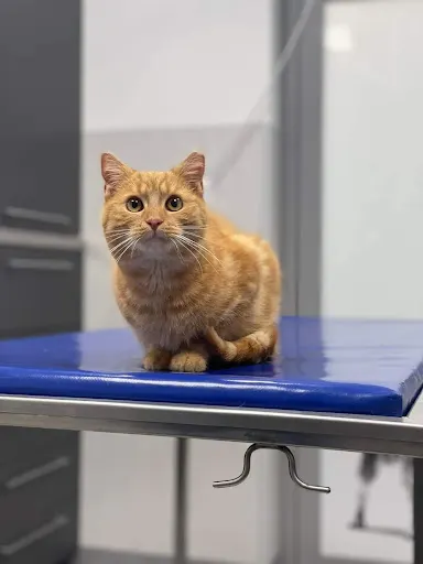 Przychodnia Weterynaryjna VetMedica